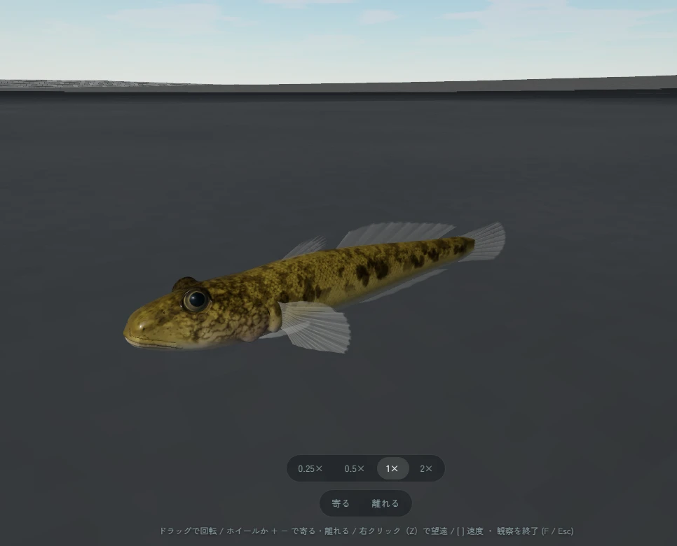 魚の体の形や模様を近くから観察するゲーム画面